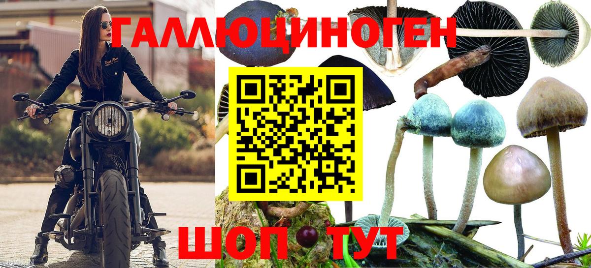 Псилоцибиновые грибы Psilocybe Уссурийск